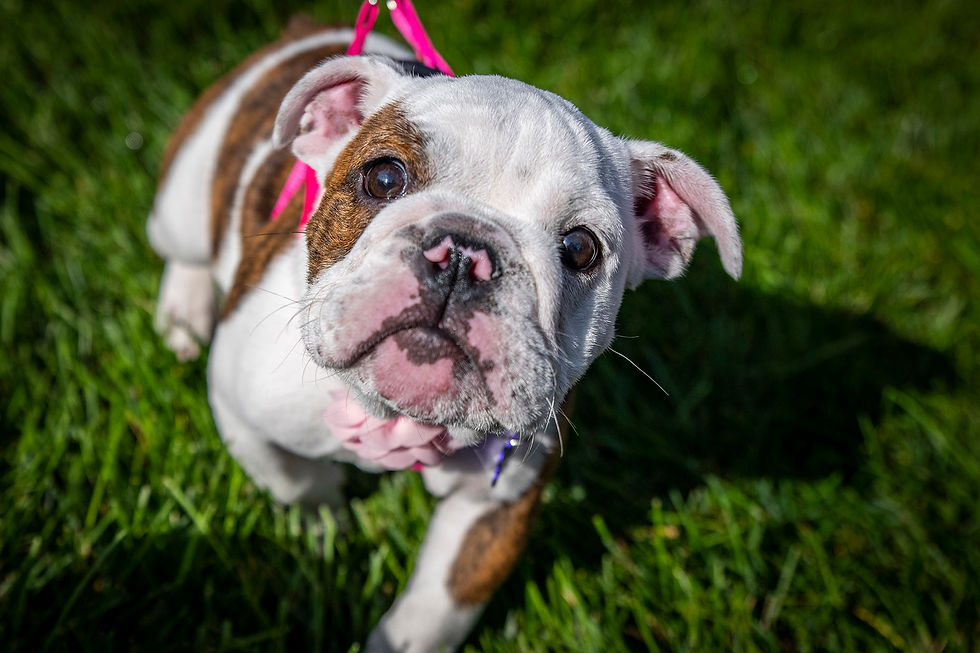 Puppy Love