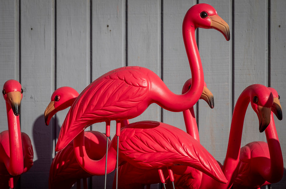 Key West plastic flamingos