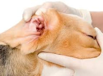 dog ear plucking.jpg