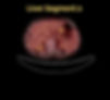 Liver Segment 2