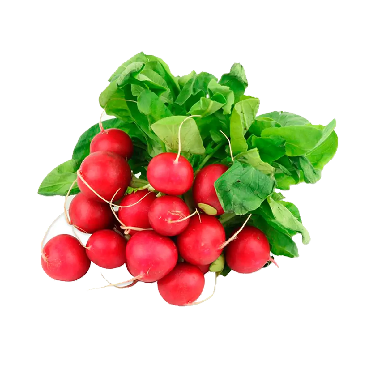 Rabano Cambray con Rabo 1.1kg