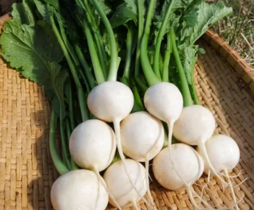 White Turnip