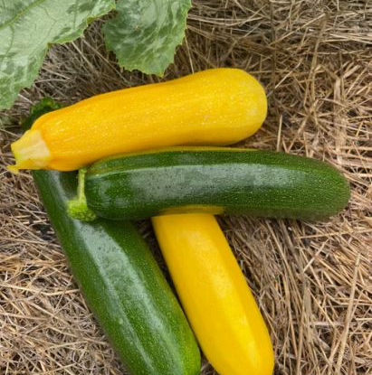 Fresh Zucchini