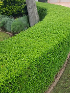 swanes-nurseries-hedges-japanese-box_3.jpeg