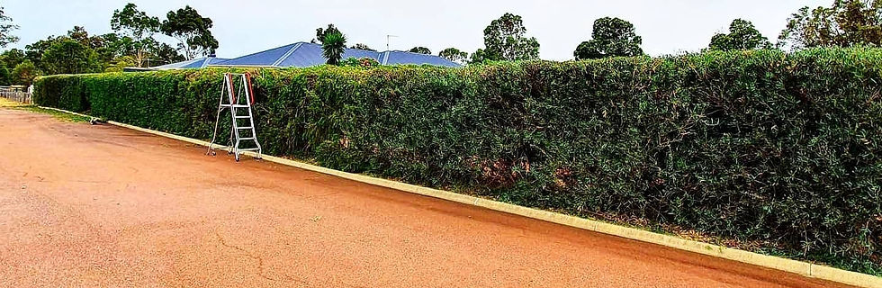 Large Boundary Hedge Trimming Darling Downs_edited.jpg