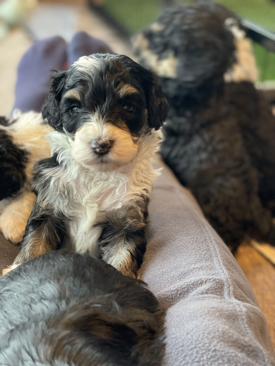 Mini Bernedoodle Puppy