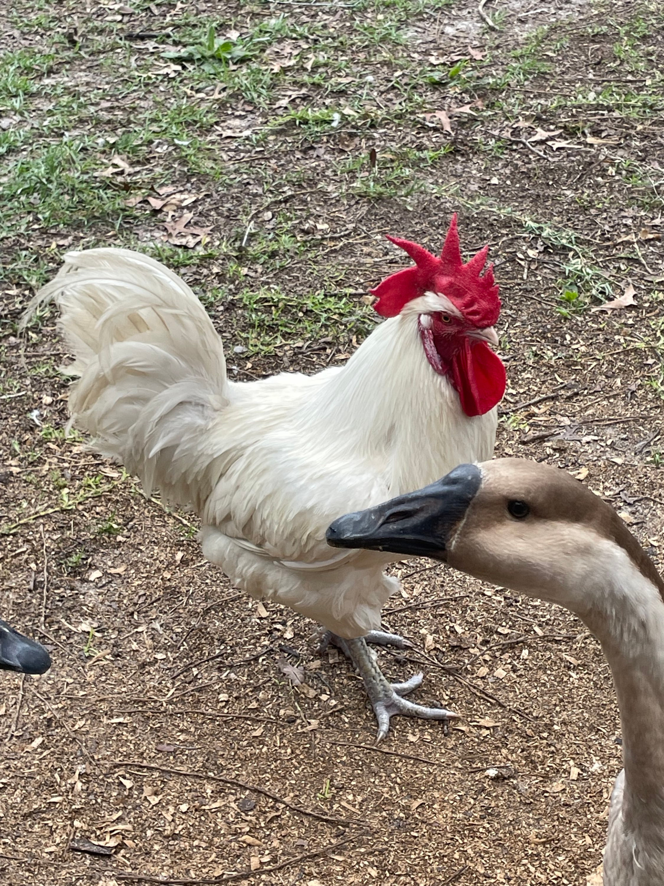 American Bresse week old chicks 