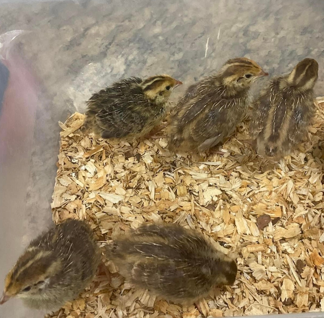 Day old breeding sets