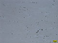 Highlander_613_50X_edited.jpg