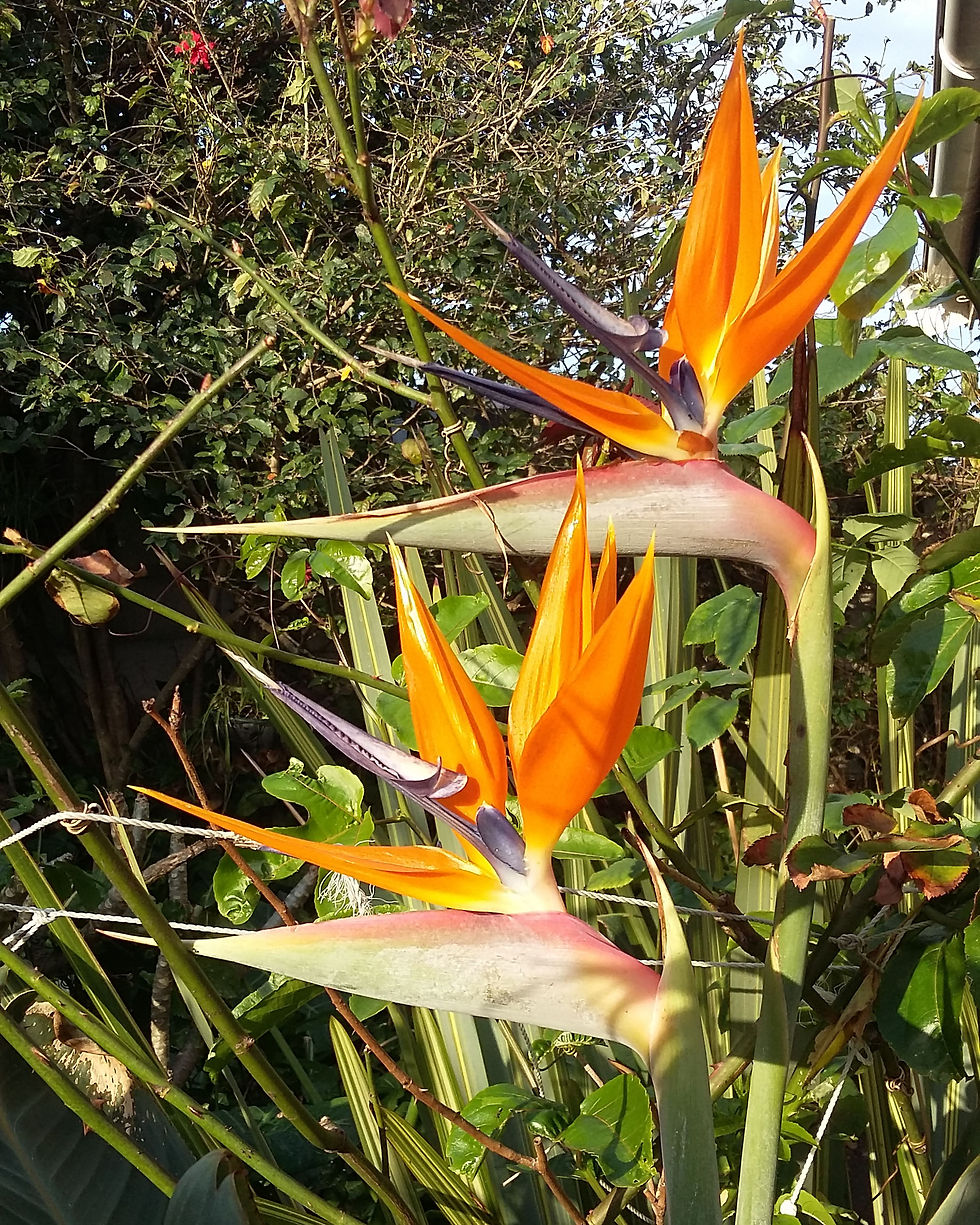 Thumbnail: Bird of Paradise | Strelitzia Reginae