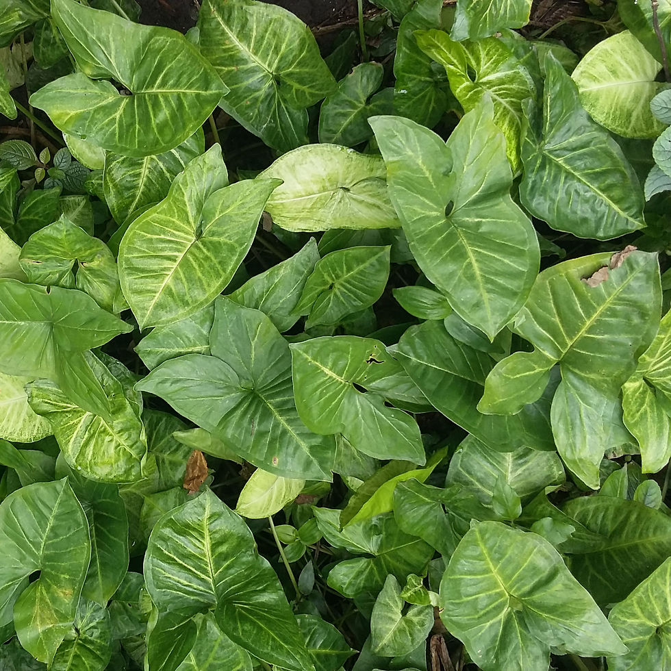 Thumbnail: Syngonium Podophyllum 'White Butterfly'