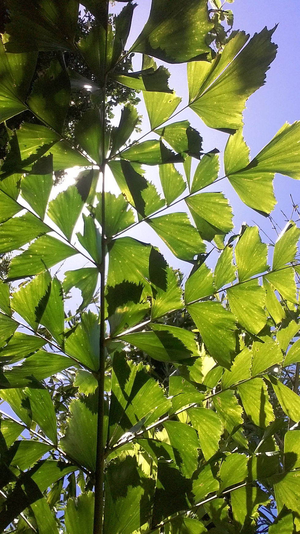 Thumbnail: Fish Tail Palm | Caryota mitis