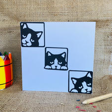 Black & white cats mutipack