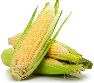 fresh corn.jpeg