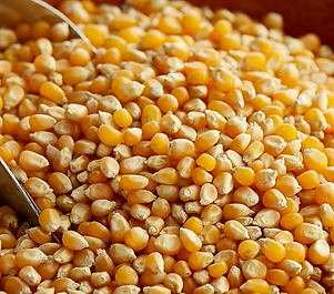 kernels_800x1026_crop_center@2x.png