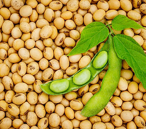 soy bean.jpg