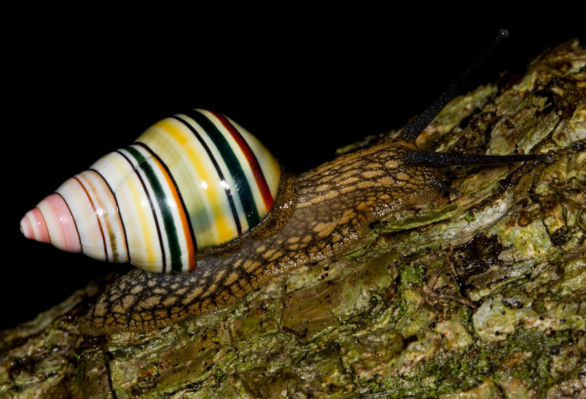 Candycane Snail