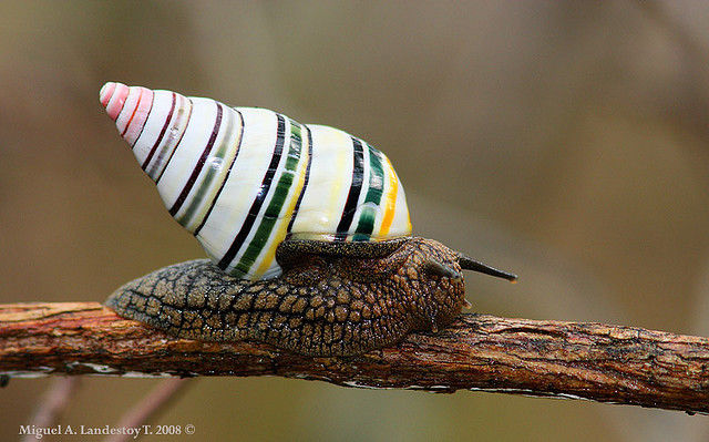 Candycane Snail
