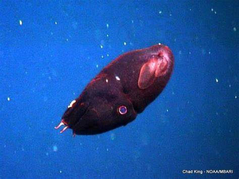 vampire squid
