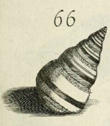 Candycane Snail