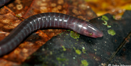 Sagalla Caecilian 2.png