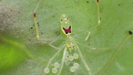 Happy-Face-Spider-Eggs.jpg