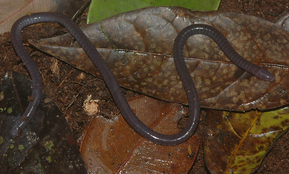 Sagalla Caecilian 1.png