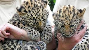 Amour Leopard
