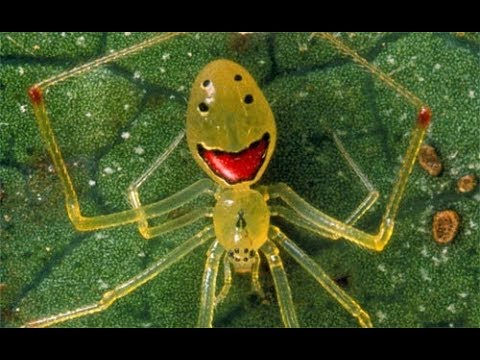 Therdion Grallator