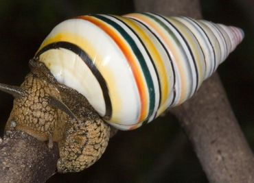 Candycane Snail