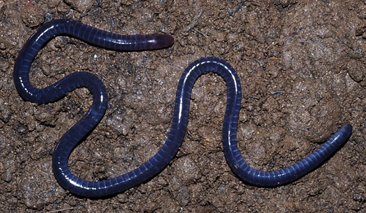 Sagalla Caecilian 3.png