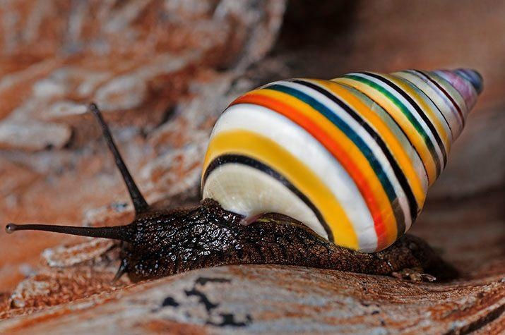 Candycane Snail