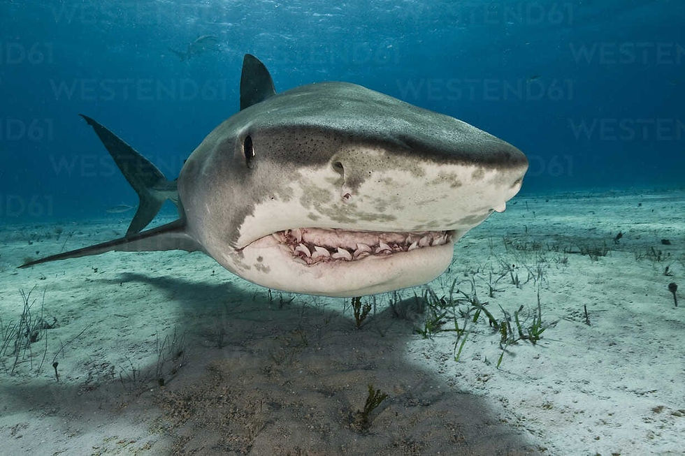 Tiger Shark
