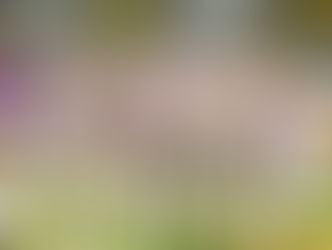 بالفيديو : الزمالك يسحق المقاصة برباعية في الدوري المصري