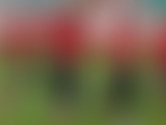 الأهلي يتعاقد مع لاعب أجنبي" جنسيه لم تأت لمصر من قبل"