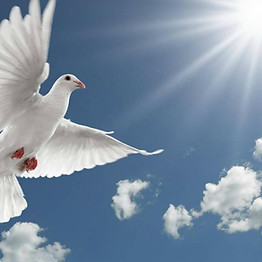 white dove.jfif