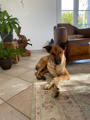 Chien, douceur, sérénité, calme et sensibilité