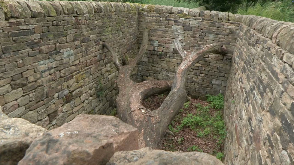 Andy Goldsworthy: Hanging Trees, Yorkshire Sculpture Park
