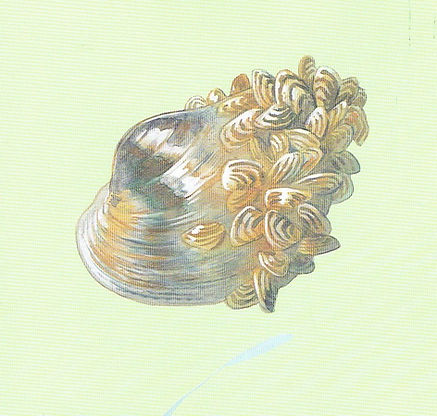 Zebra mussels.jpeg