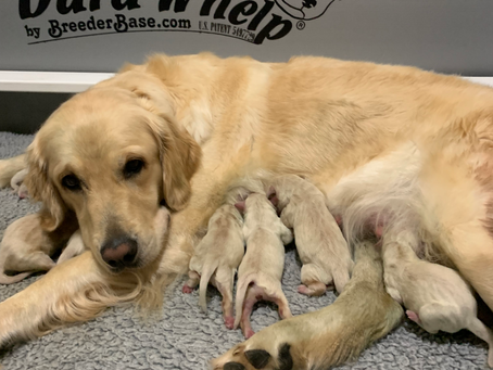 Puppies Available
