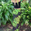 Thumbnail: BRASILIA SKIRT