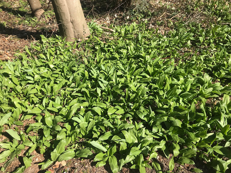 Frühlingskräuter WALD Wermatswil/Uster