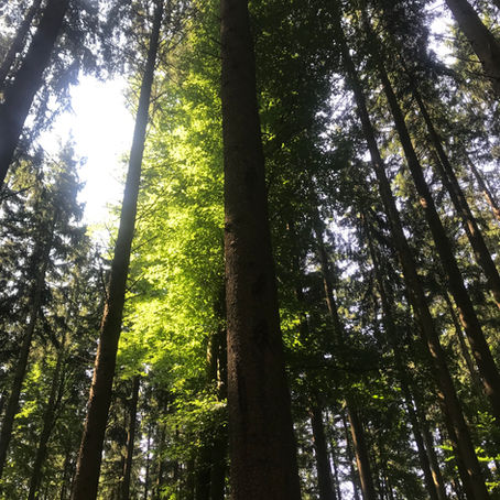 Ausbildung zum Wald-Gesundheitstrainer 2021