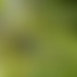 Schlehe oder Schwarzdorn uraltes Heil- und Nahrungsmittel