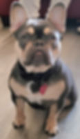 French Bulldog