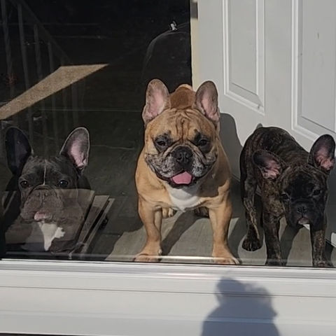 French Bulldogs
