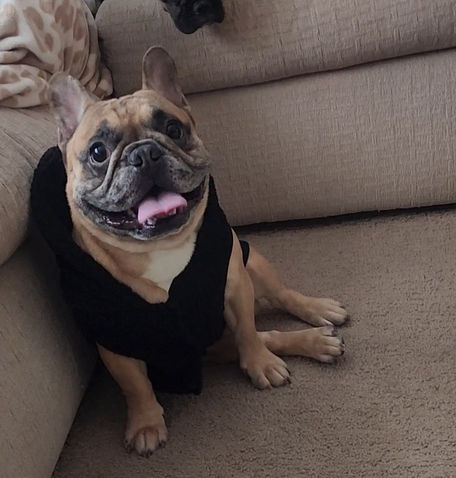 French Bulldog