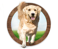 Web Perros.png