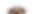 Perro menu.png