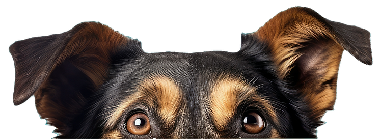 Perro.png